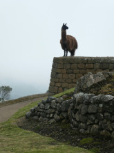 Site incas d’Ingapirca